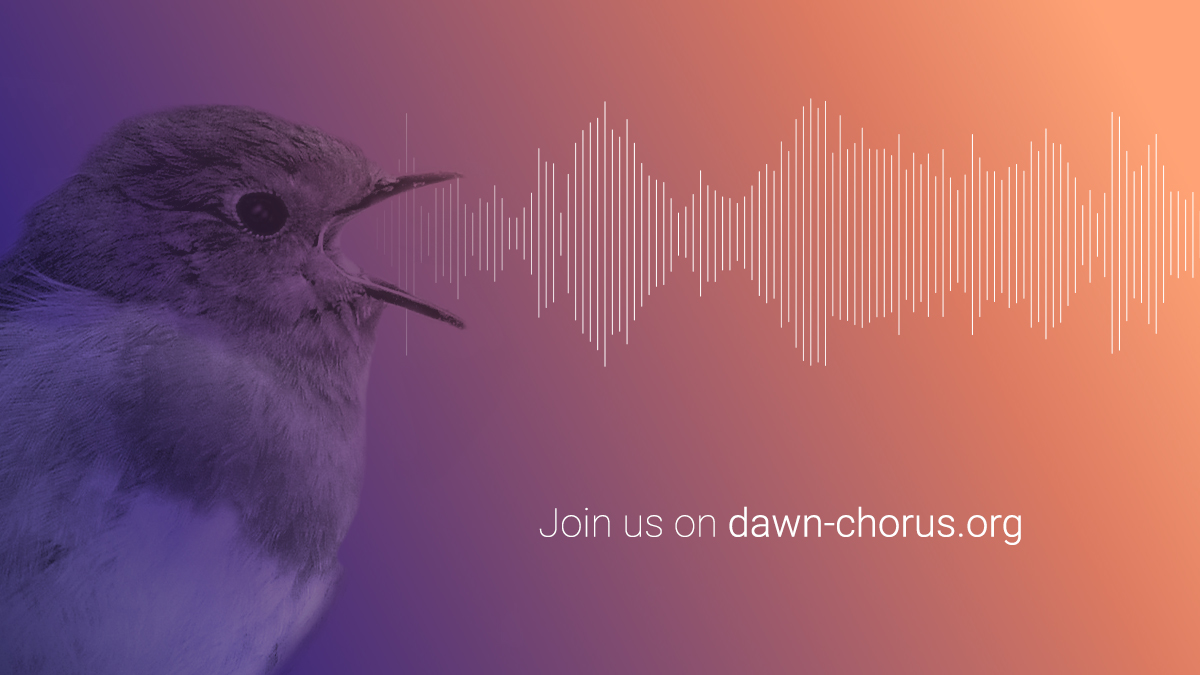 Machen Sie mit beim Dawn Chorus Projekt. 